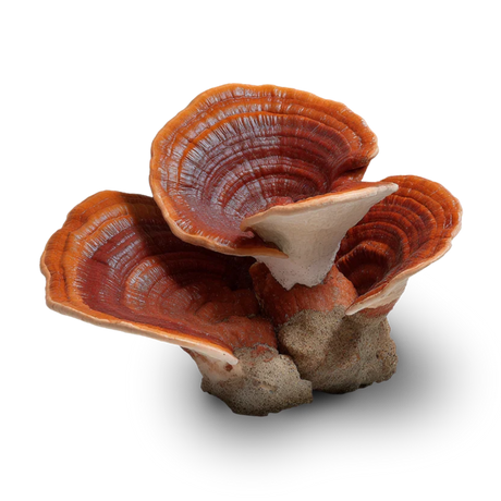 Reishi
