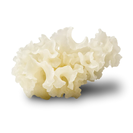 Tremella