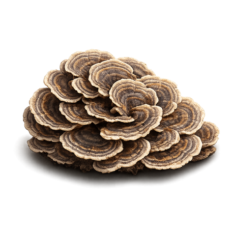 Turkey Tail