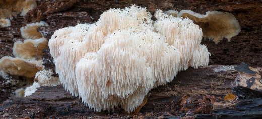 Lion's Mane mushroom close-up, brain health mushroom, memory-boosting fungi, natural cognitive support, wellness with Lion's Mane