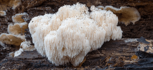 Lion’s Mane Mushroom: Boost Brain Health and Memory - Ancient Extracts