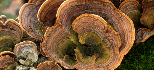 Close-up of Turkey Tail mushroom, showcasing natural immune-boosting and gut health benefits in vibrant, layered colors