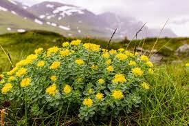 Rhodiola Rosea: Ancient Benefits and Modern Health Boosts - Ancient Extracts