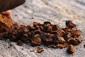the benefits of Chaga Mushroom UK and it's use throughout history