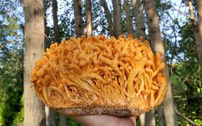 The benefits of Cordyceps Mushroom UK and it's use throughout history
