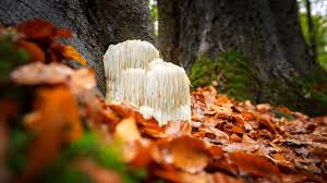 The benefits of Lions Mane Mushroom UK and it's use throughout history - Ancient Extracts