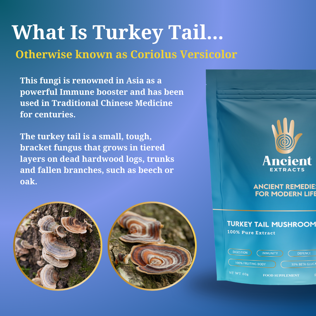 
                  
                    Organic Turkey Tail Mushroom Extract Powder 30% Beta-glucan (60g)
                  
                
