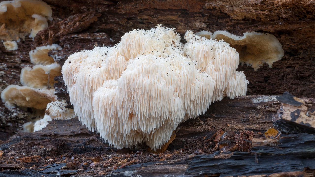 Lion’s Mane Mushroom Extract Powder 30% Beta-glucan (60g)