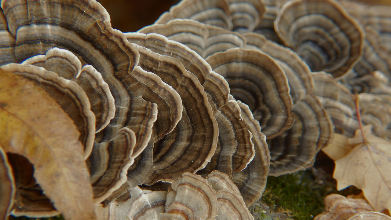 Turkey Tail Mushroom Extract Powder - 30% Beta-glucan (60g)