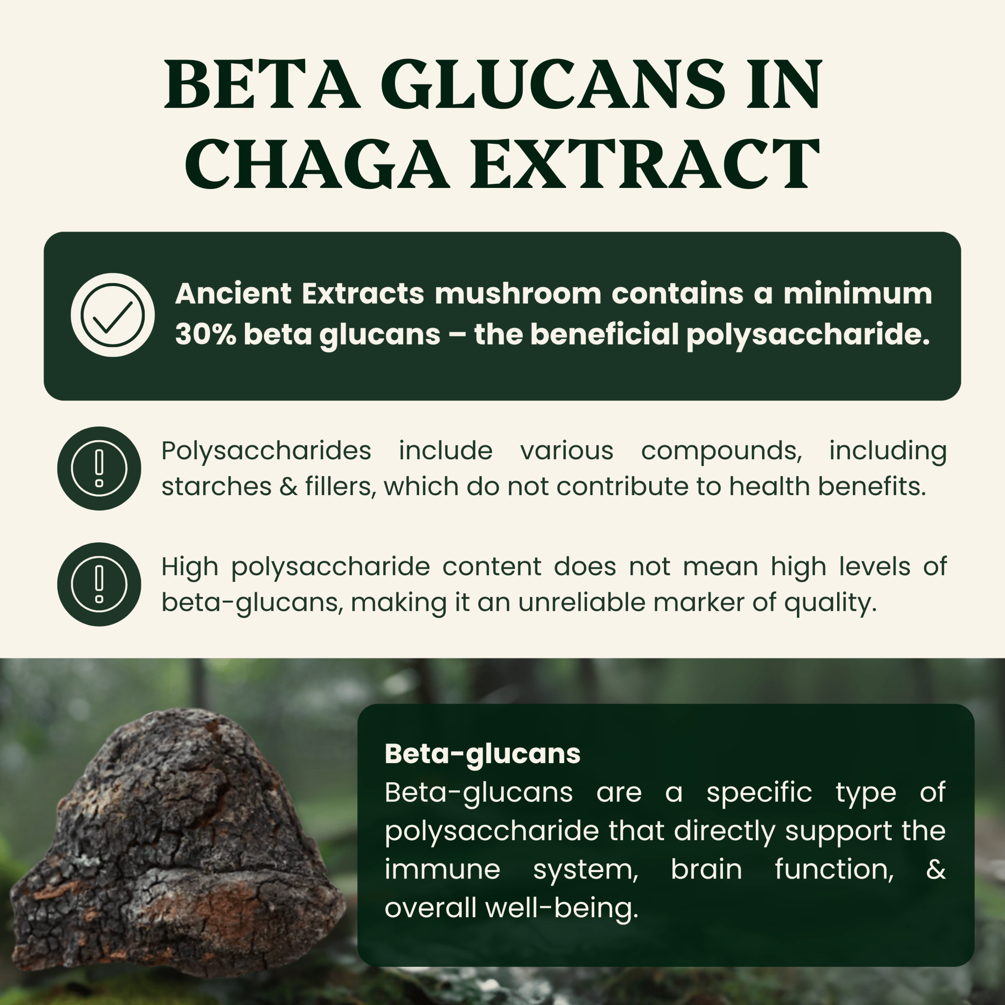 Chaga Mushroom Extract Powder - 30% Beta - glucan (60g) - Mushroom Extract - Ancient Extracts