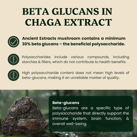 Chaga Mushroom Extract Powder - Mushroom Extract - Ancient Extracts