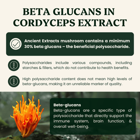 Cordyceps Mushroom Extract Powder - 30% Beta - glucan (60g) - Mushroom Extract - Ancient Extracts