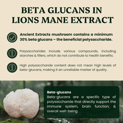 Lion's Mane Mushroom Extract Powder - Mushroom Extract - Ancient Extracts