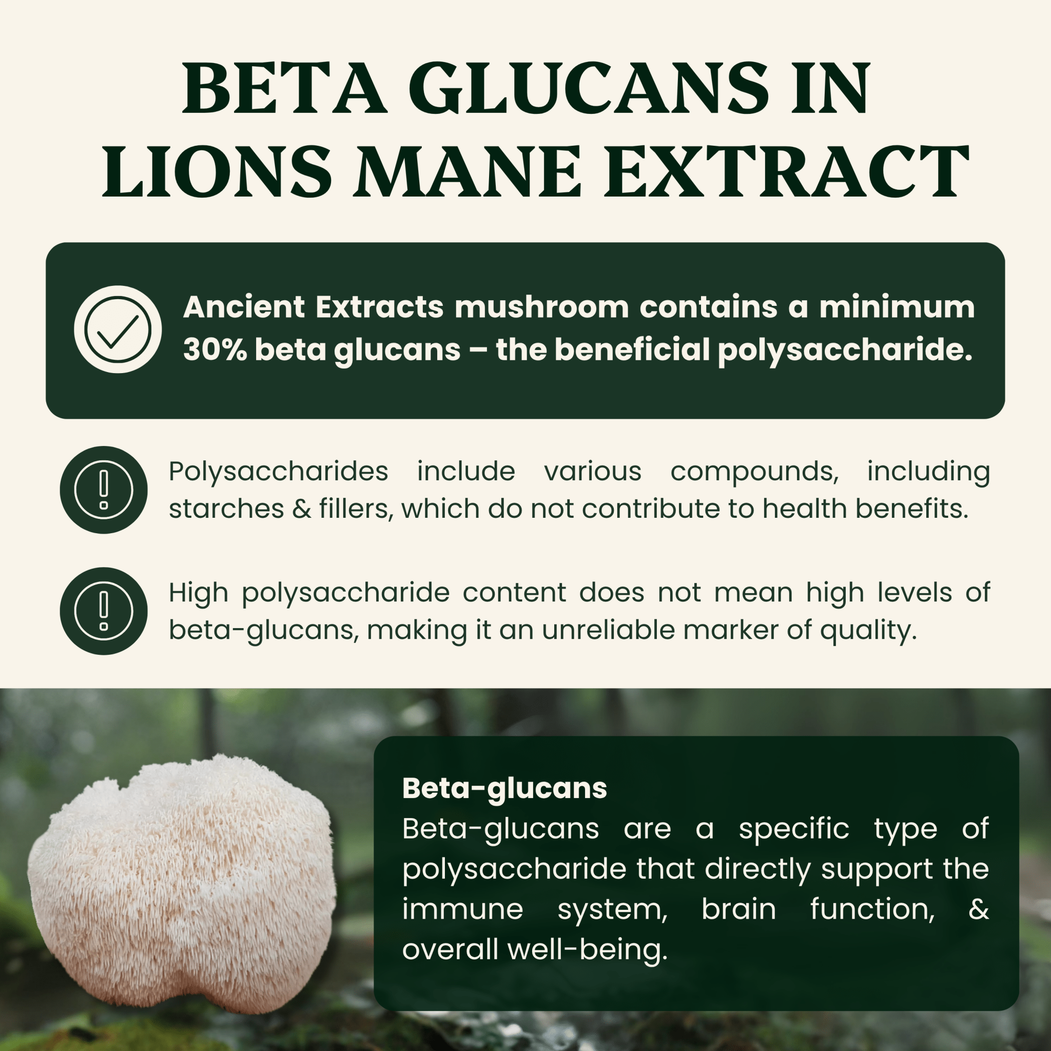 Lion's Mane Mushroom Extract Powder - 30% Beta - glucan (60g) - Mushroom Extract - Ancient Extracts