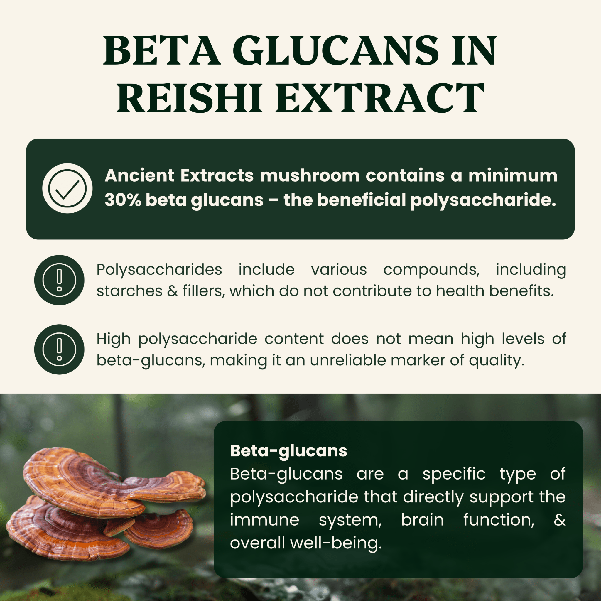 Reishi Mushroom Extract Powder - 30% Beta - glucan (60g) - Mushroom Extract - Ancient Extracts