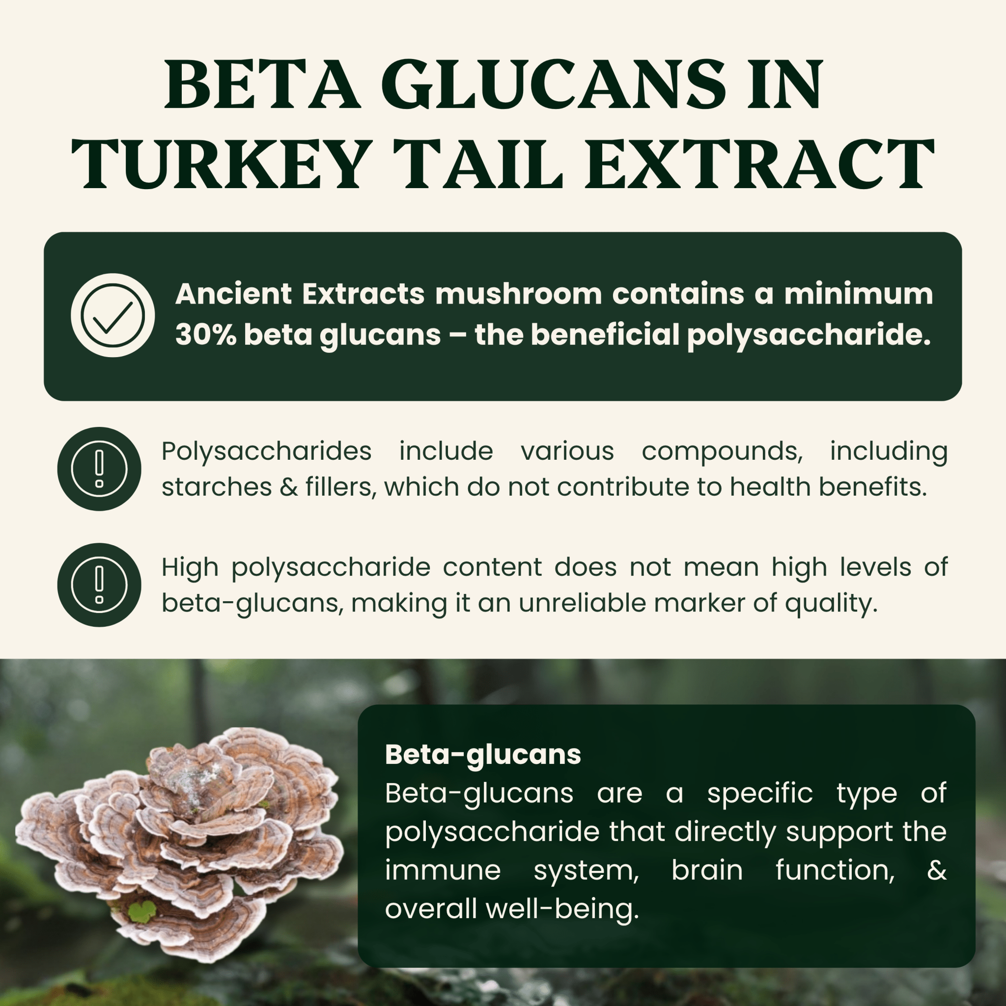 Turkey Tail Mushroom Extract Powder - 30% Beta - glucan (60g) - Mushroom Extract - Ancient Extracts