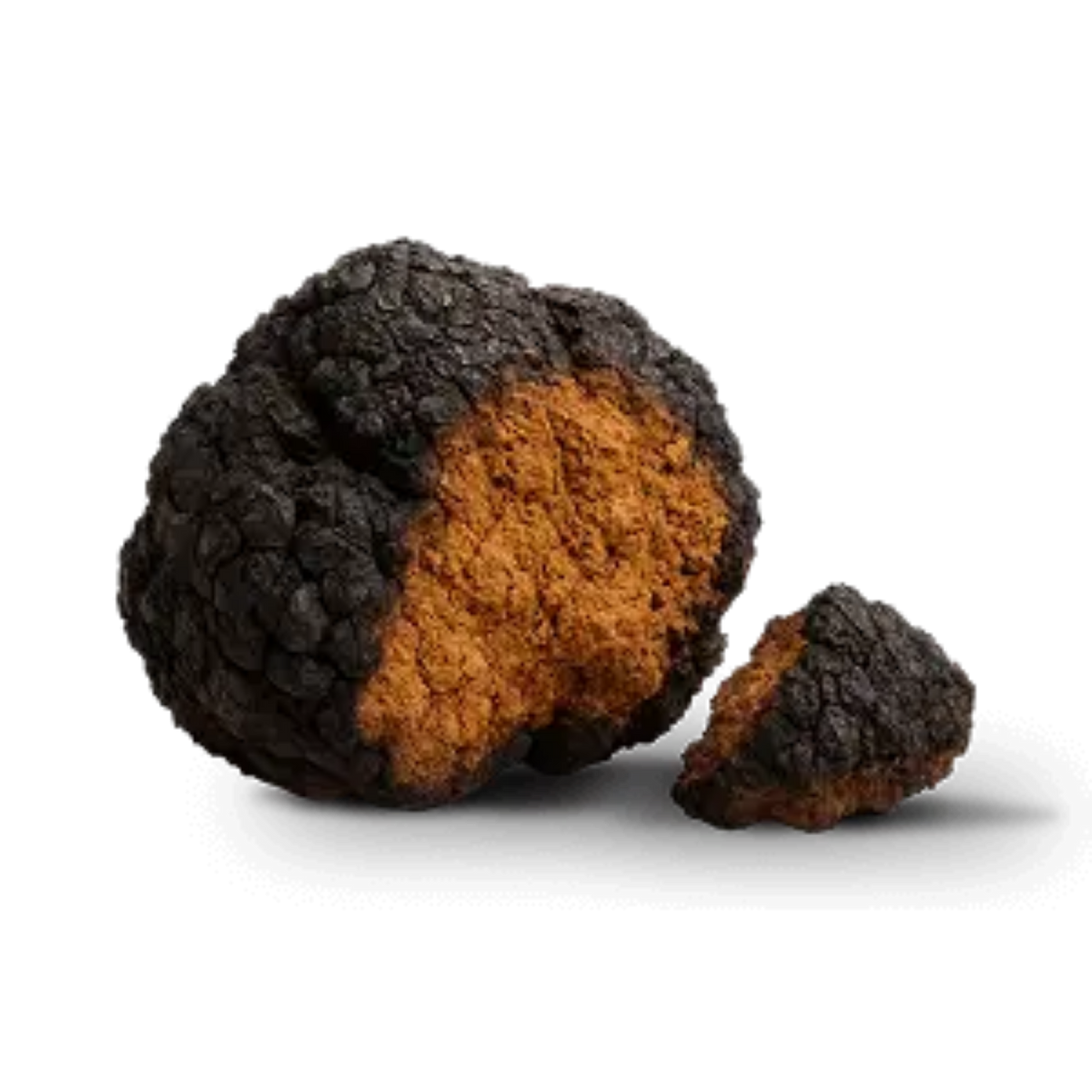 Chaga