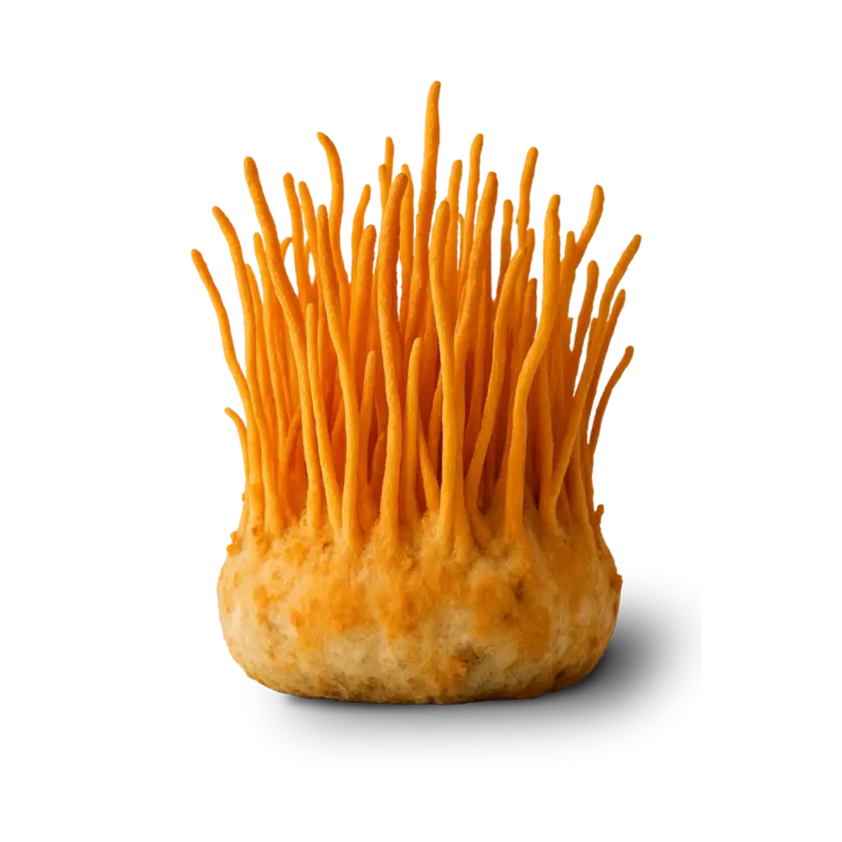 Cordyceps