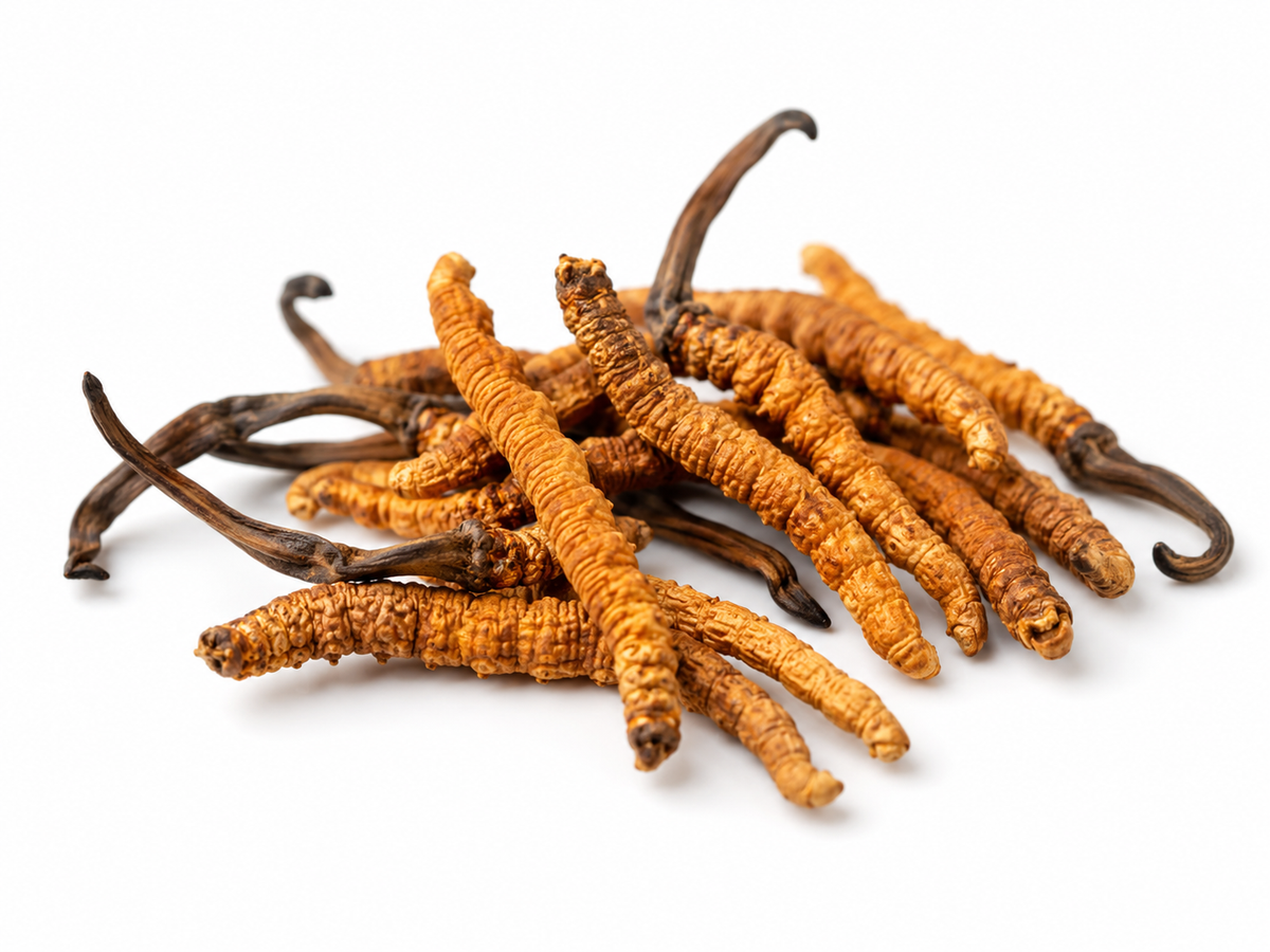 Cordyceps Extract