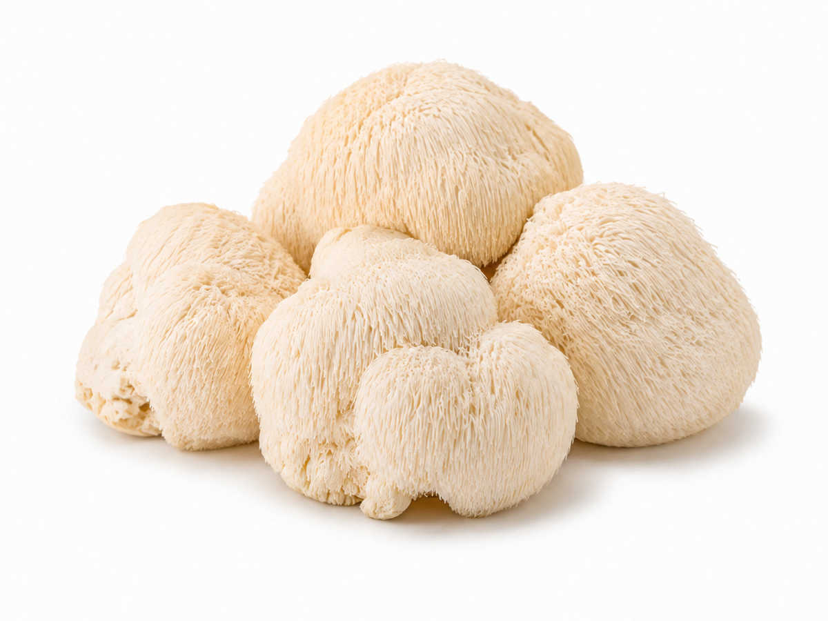 Lion's Mane Extract