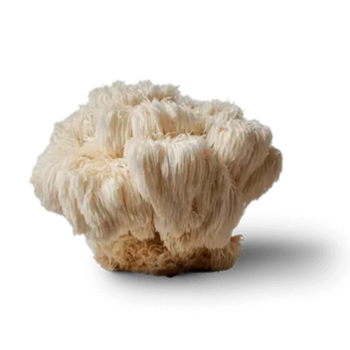 Lions Mane