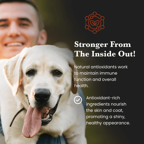 Mushroom Blend - Veterinarian formulated pet supplement for Dogs and Cats - Mushroom Extract - Ancient Extracts