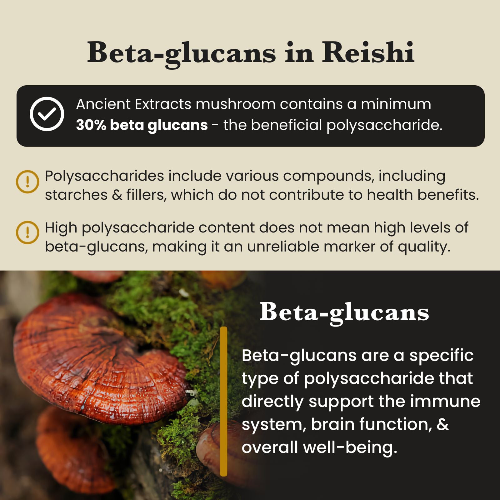 Reishi Mushroom Extract Powder - 30% Beta - glucan (60g) - Mushroom Extract - Ancient Extracts