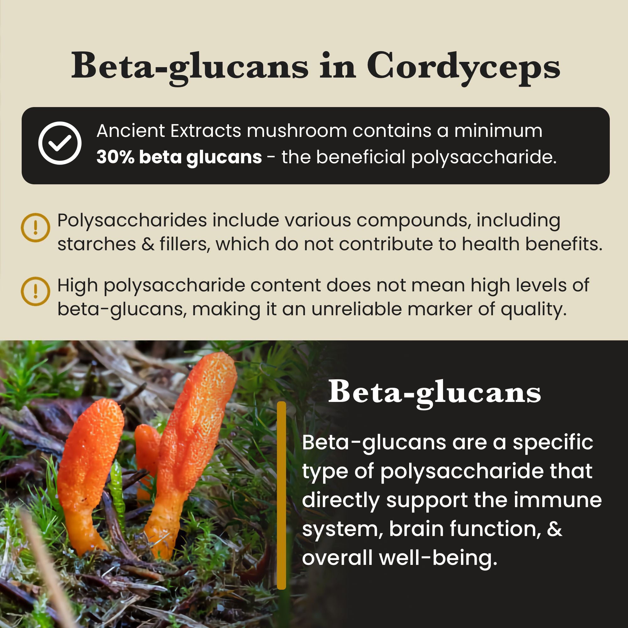 Cordyceps Mushroom Extract Powder - 30% Beta - glucan (60g) - Mushroom Extract - Ancient Extracts