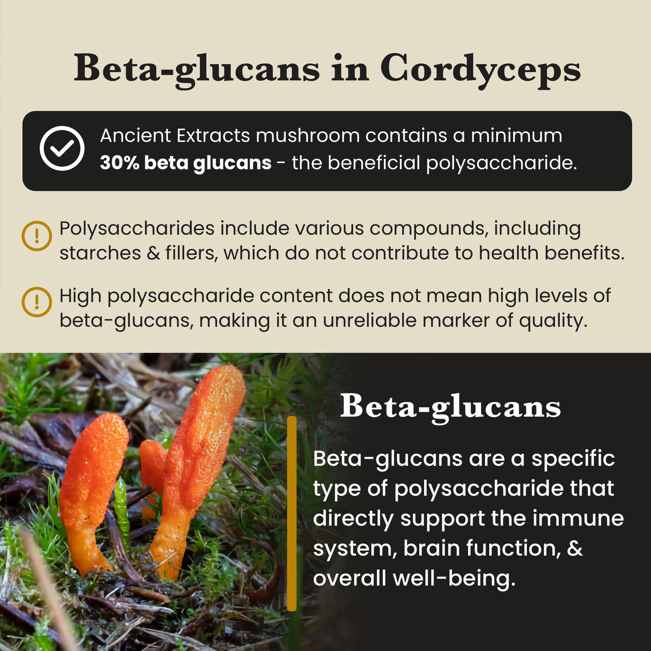 Cordyceps Mushroom Extract Powder - 30% Beta-glucan (60g)