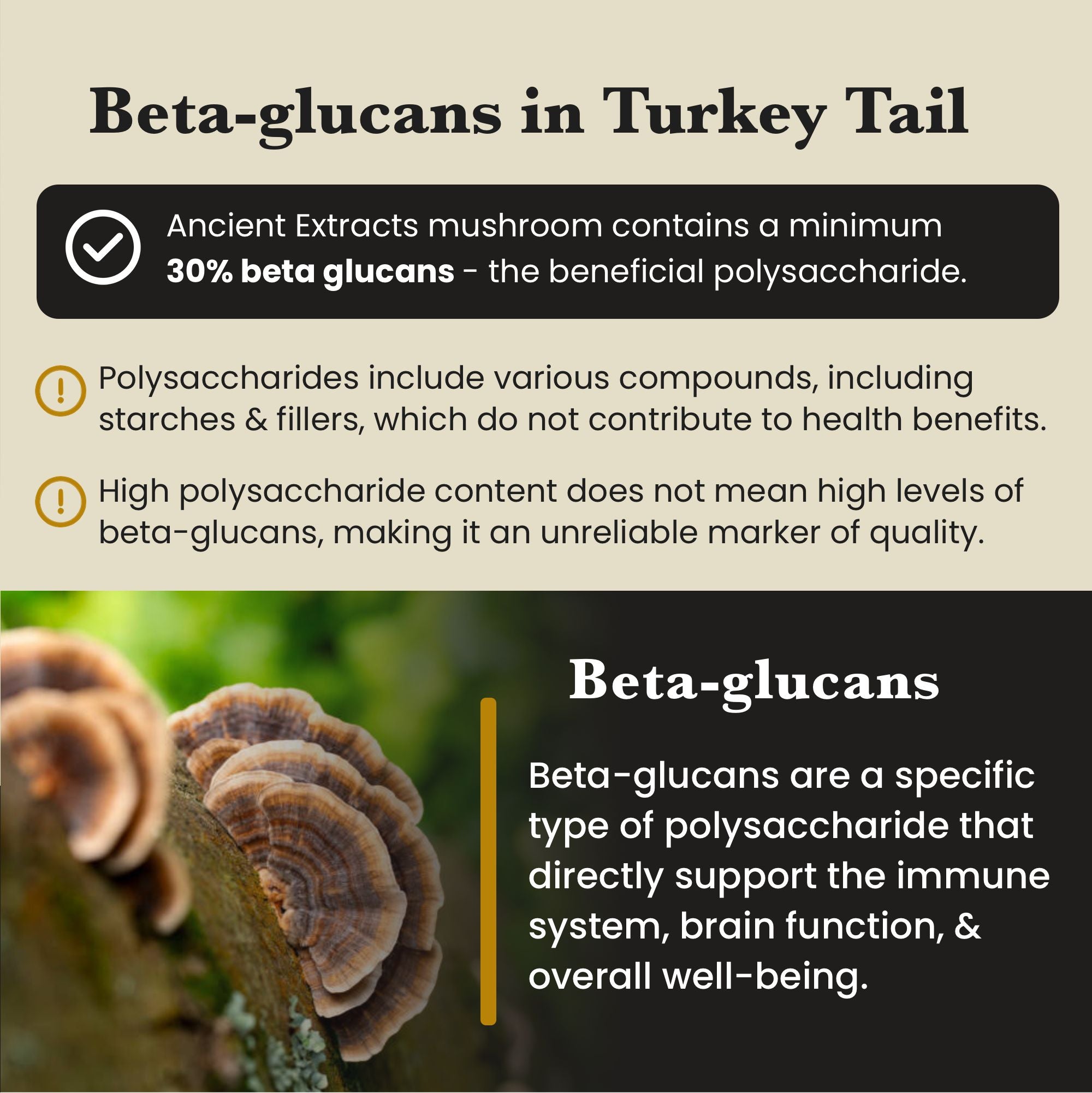 Turkey Tail Mushroom Extract Powder - 30% Beta - glucan (60g) - Mushroom Extract - Ancient Extracts