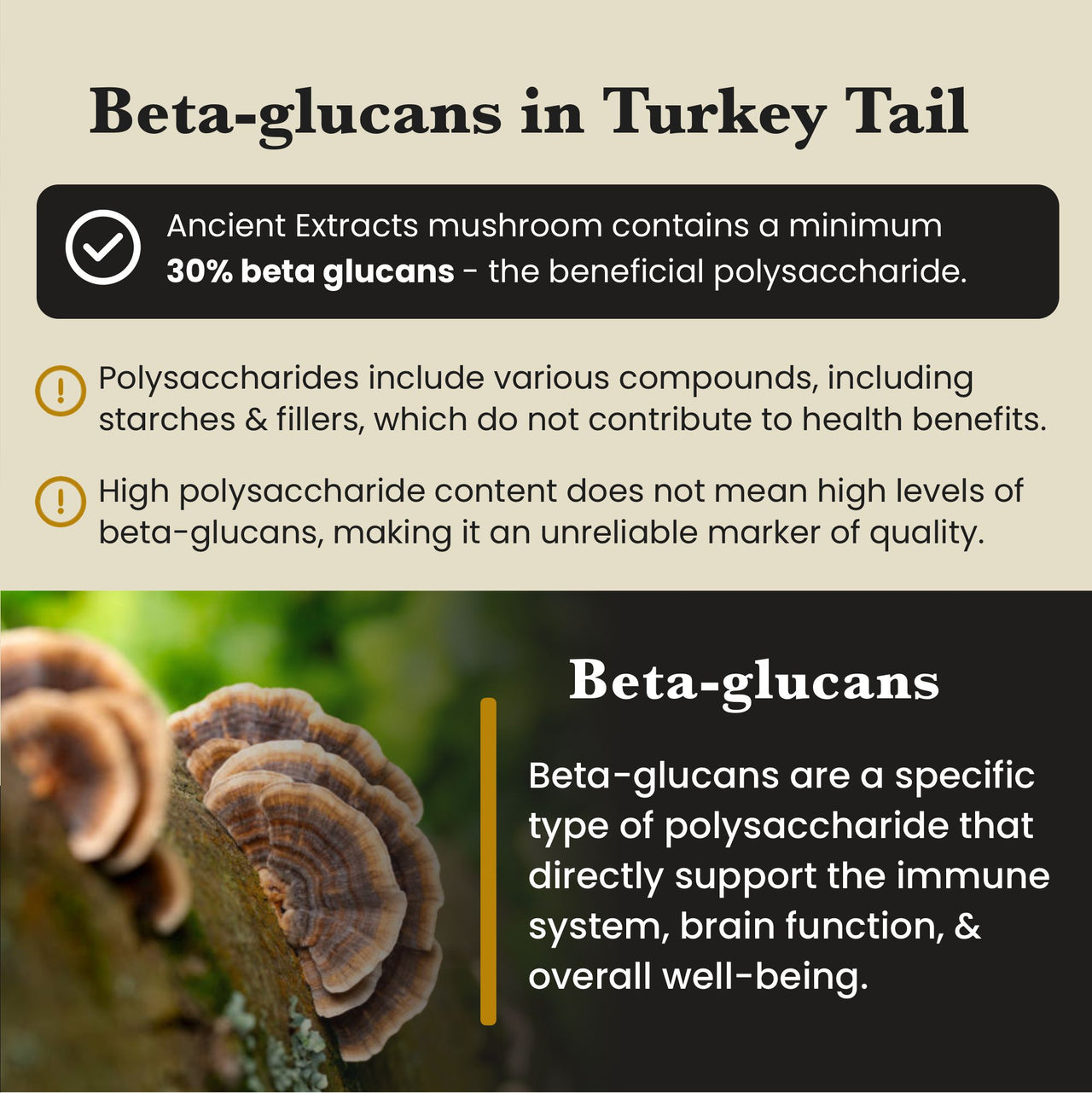 Turkey Tail Mushroom Extract Powder - 30% Beta-glucan (60g)