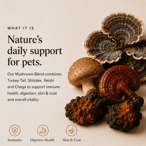 Mushroom Blend - For Pets - Mushroom Extract - Ancient Extracts