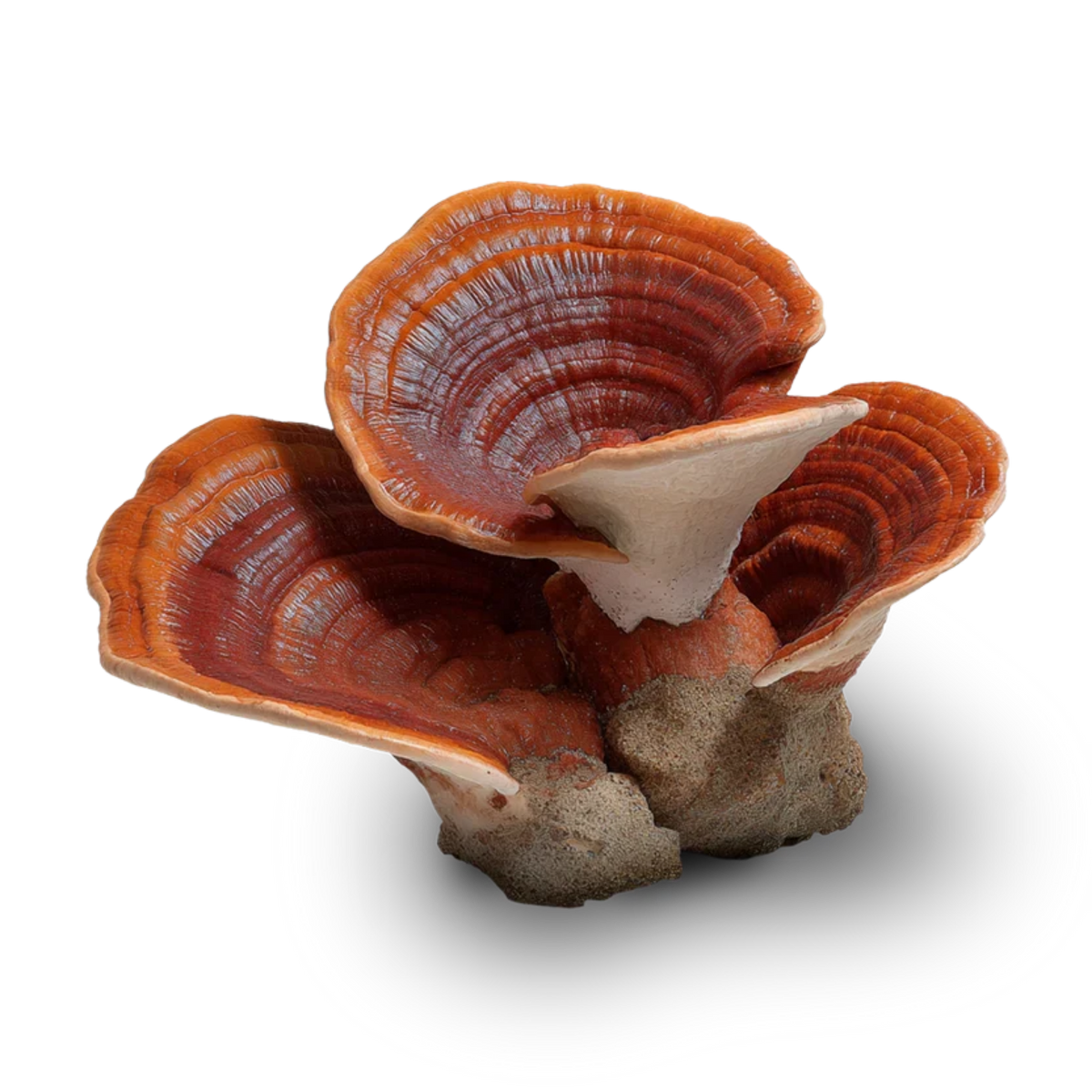 Reishi