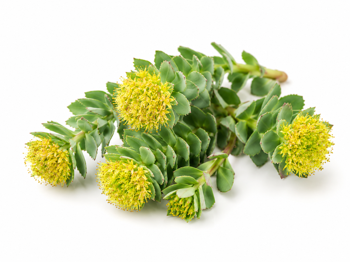 Rhodiola Rosea