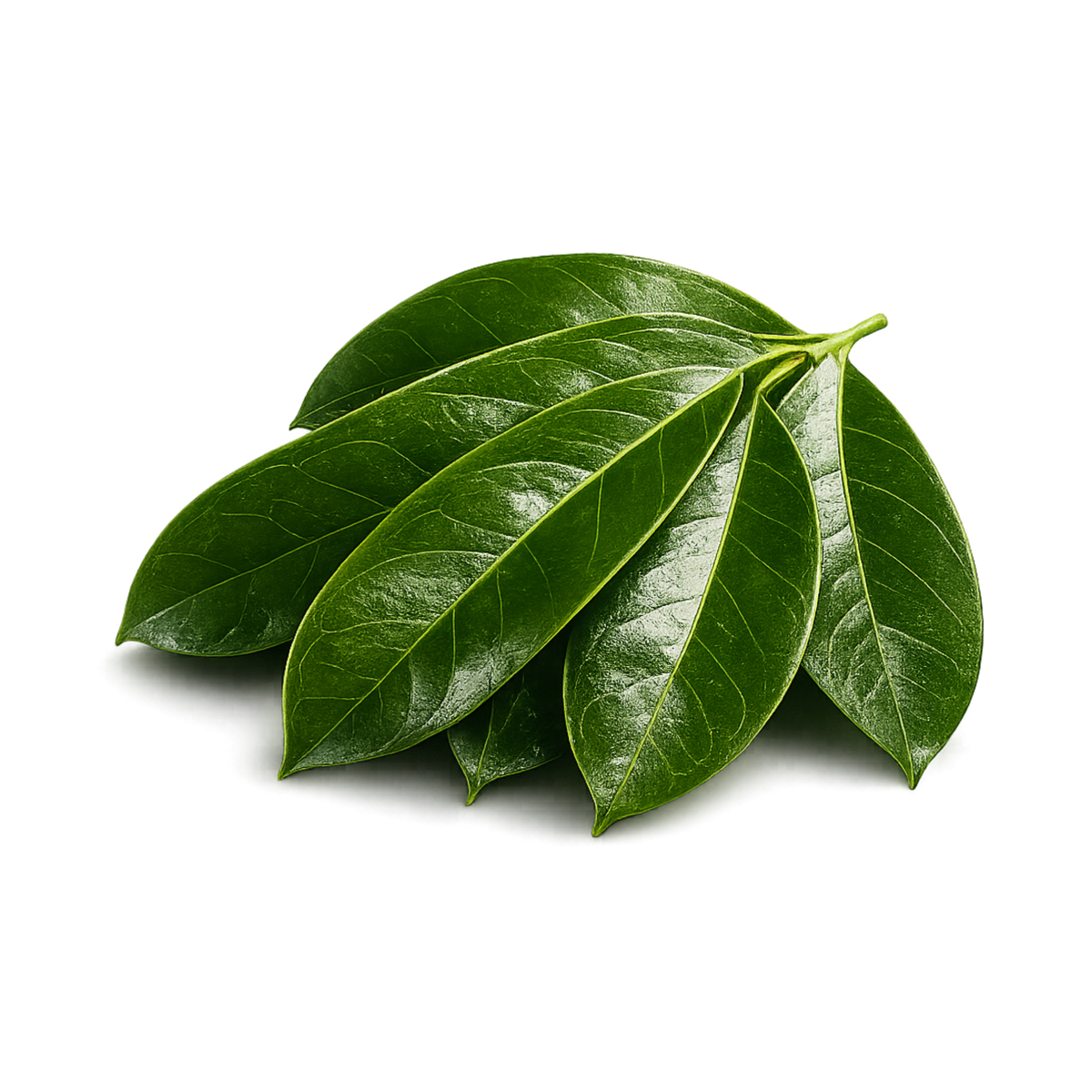 Soursop