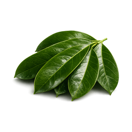 Soursop Leaf Extract