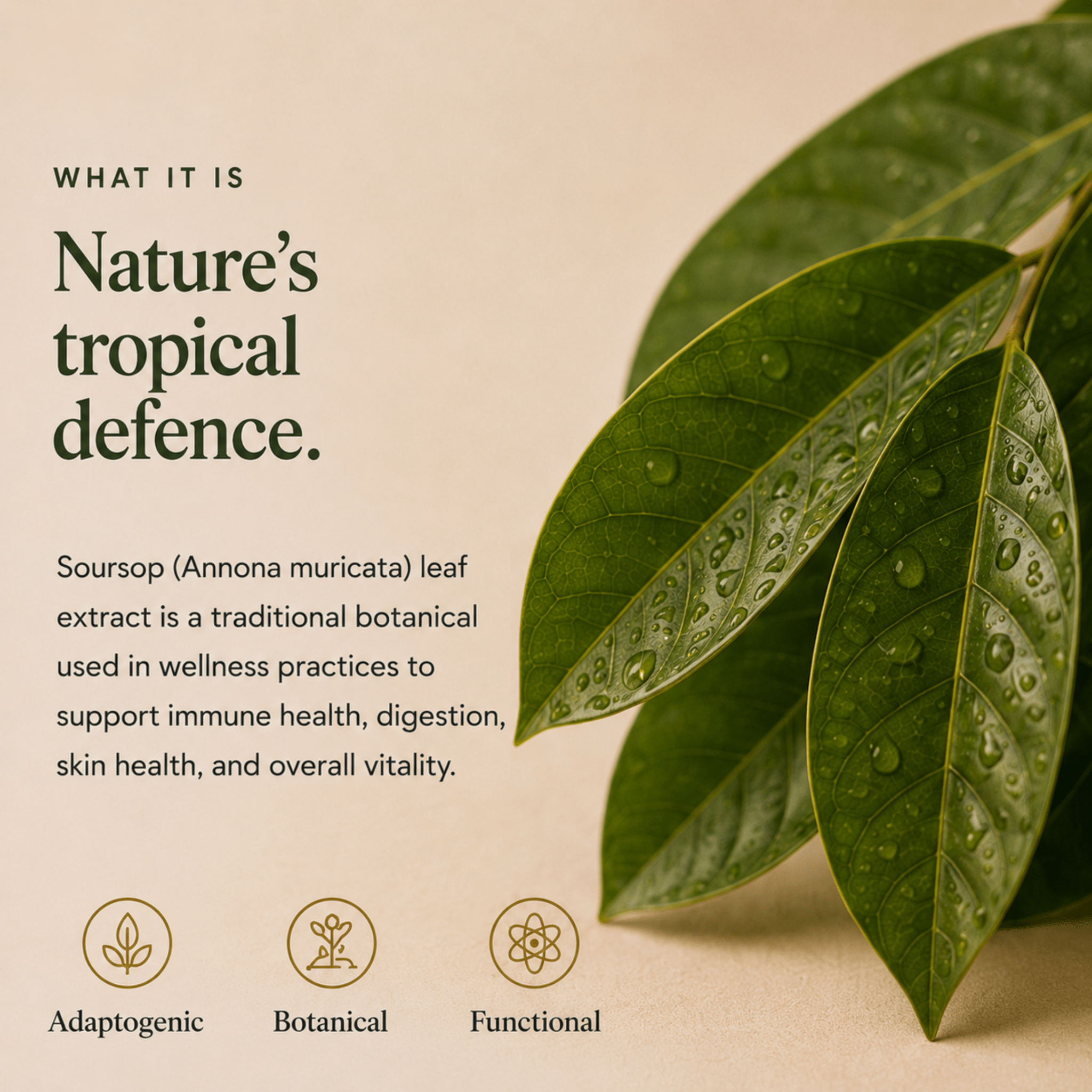 Soursop Graviola Leaf Extract - Ancient Extracts