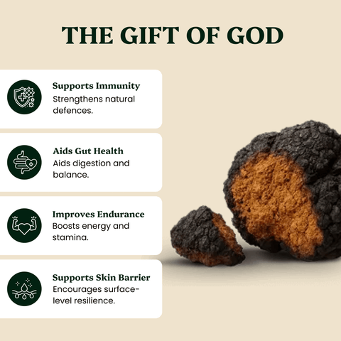 Chaga Mushroom Extract Powder - Mushroom Extract - Ancient Extracts