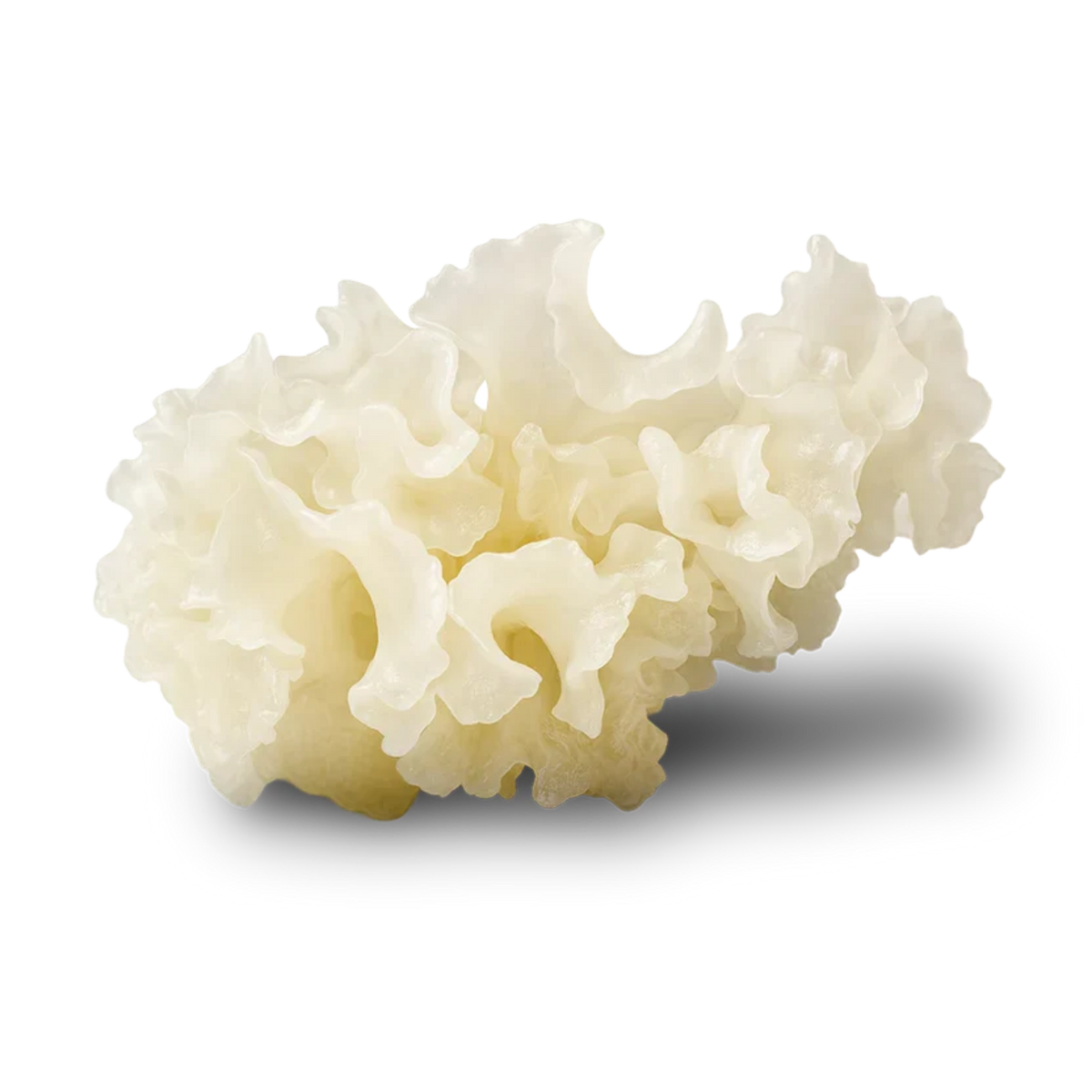 Tremella