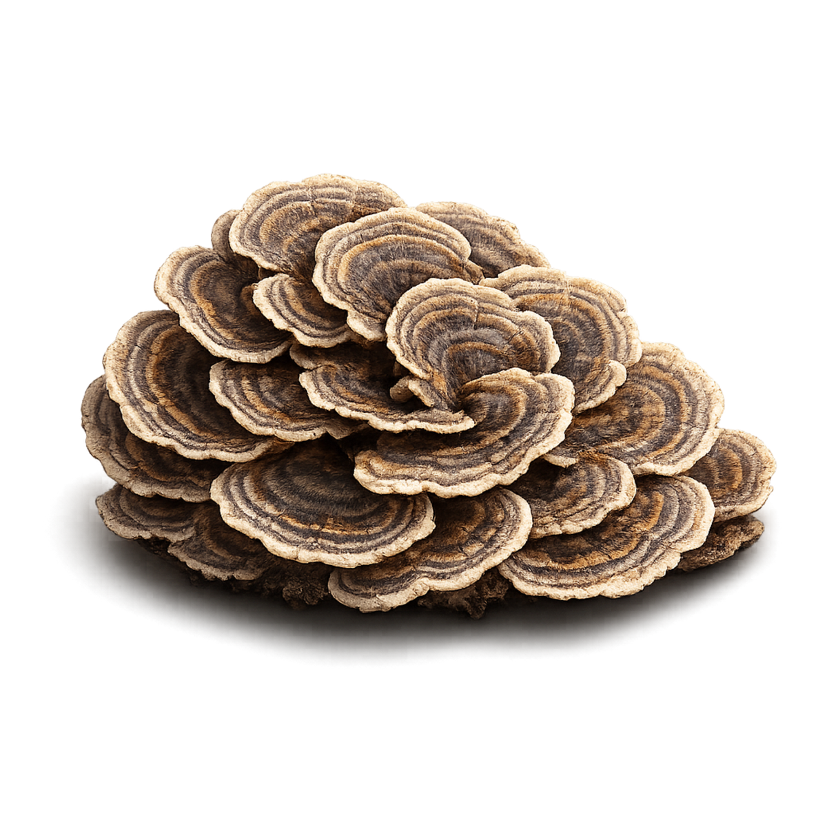 Turkey Tail