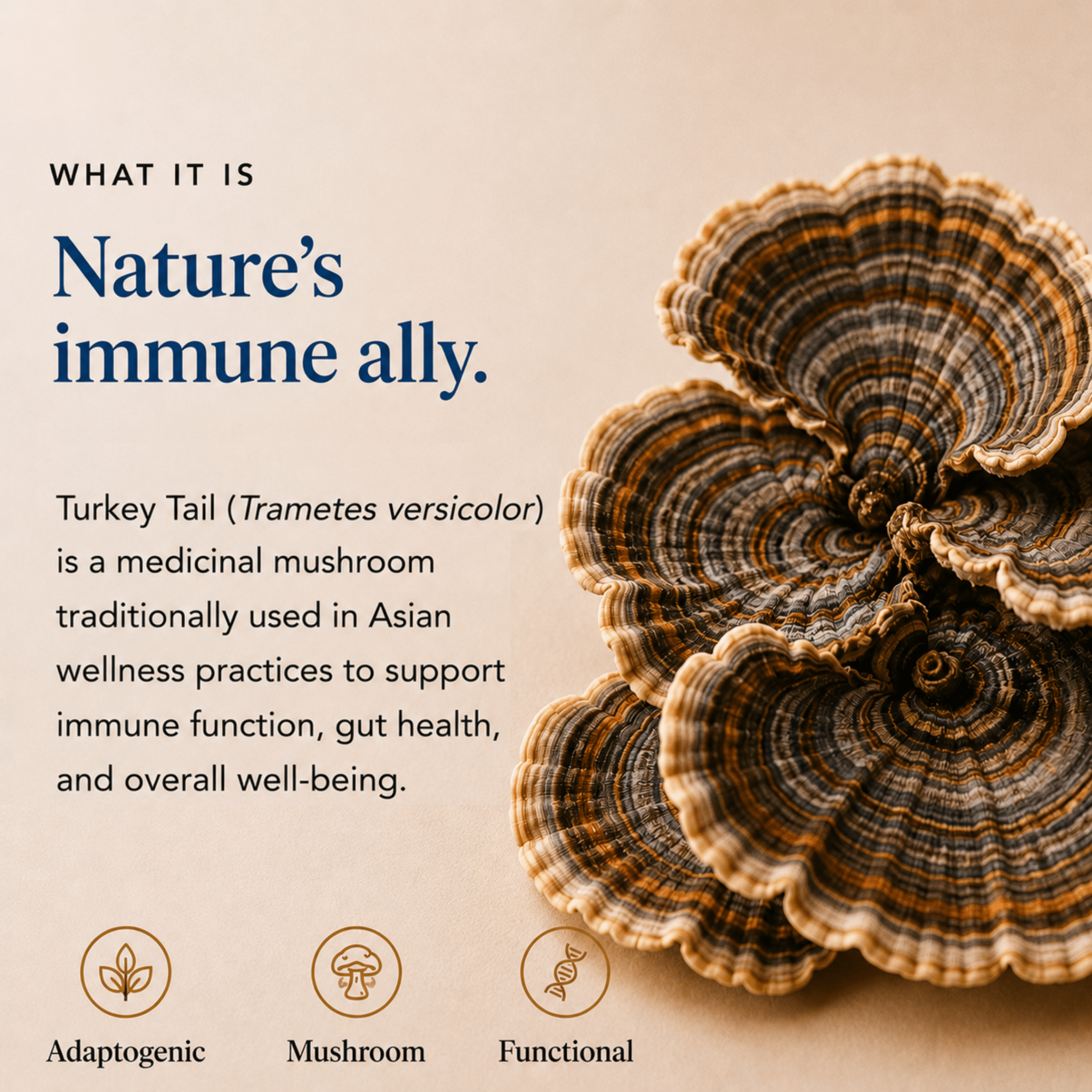 Turkey Tail Mushroom Extract - For Pets - Mushroom Extract - Ancient Extracts