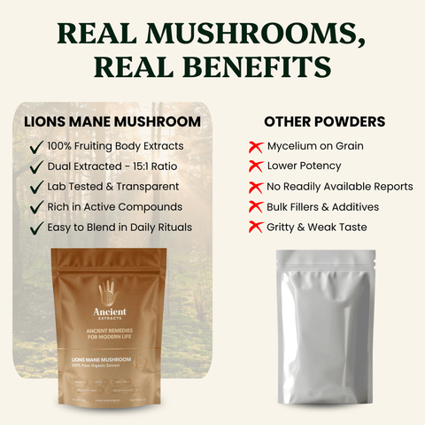 Lion's Mane Mushroom Extract Powder - 30% Beta - glucan (60g) - Mushroom Extract - Ancient Extracts