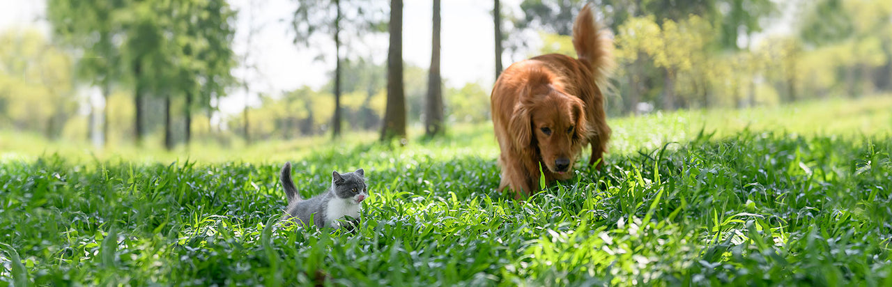 Pet Blend - Veterinarian formulated pet supplement for Dogs and Cats