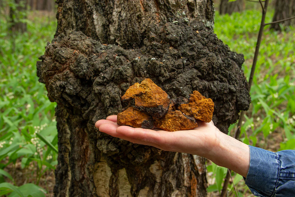 Chaga Mushroom Extract Powder - 30% Beta-glucan (60g)