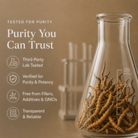 Third Party Lab Tested Cordyceps Mushroom Extract Powder