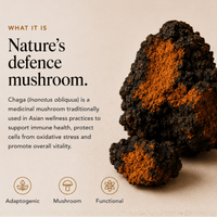 What is Chaga mushroom extract powder information graphic