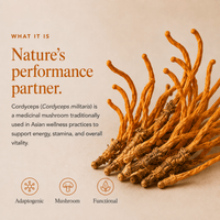 What Is Cordyceps Mushroom Extract Powder