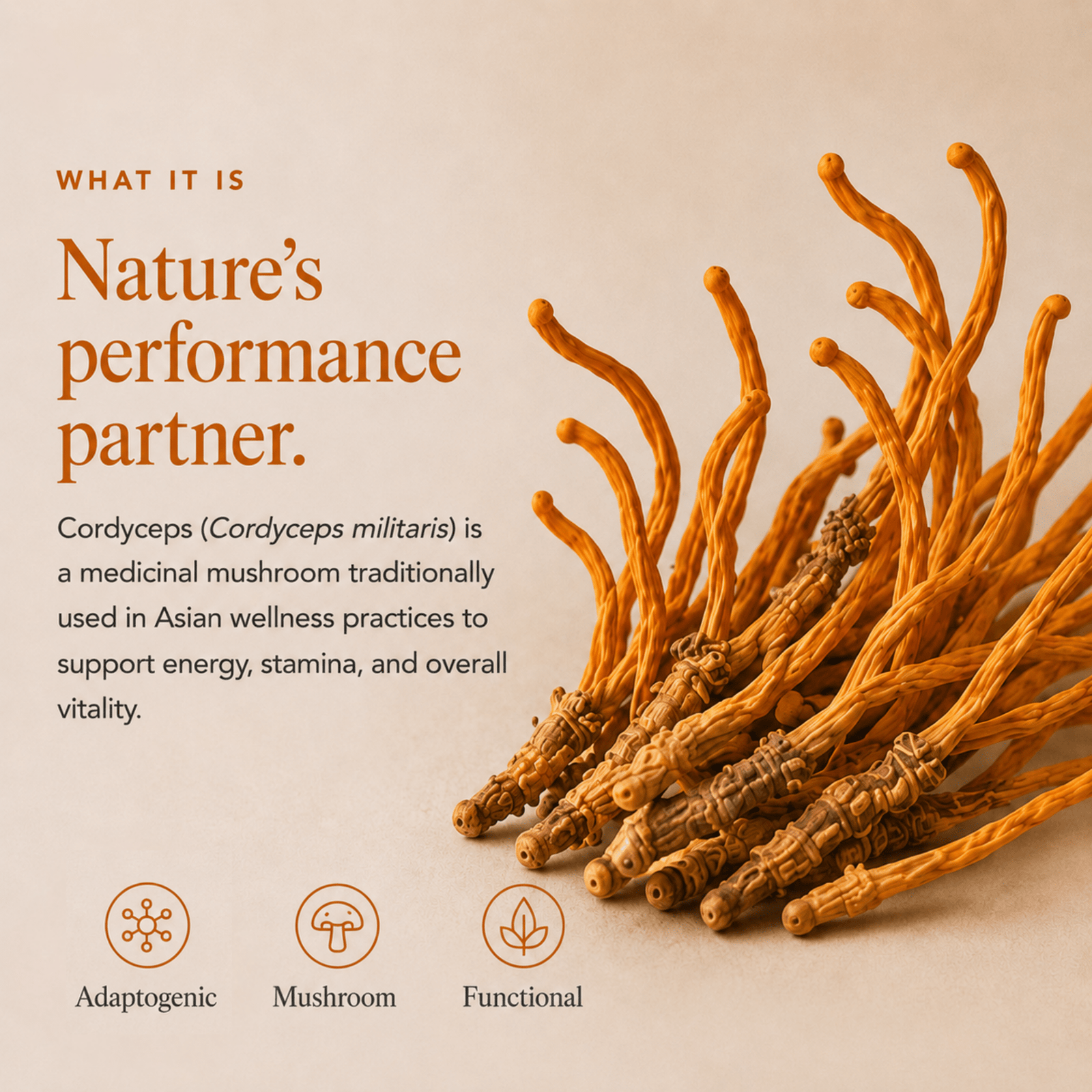 What Is Cordyceps Mushroom Extract Powder
