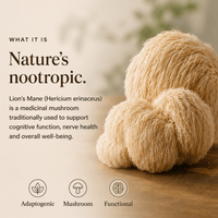 What Is Lion's Mane Mushroom Extract Powder