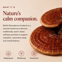 What Is Reishi Mushroom Extract Powder